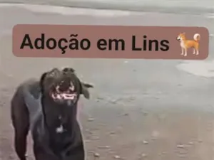 Cachorro raça SRD-ViraLata idade 2 a 6 meses nome Sagati