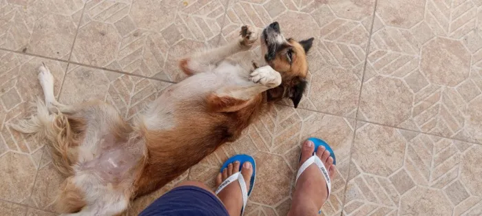 Cachorro raça SRD-ViraLata idade 1 ano nome Sophia 
