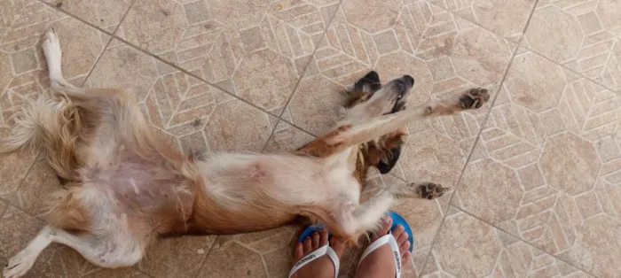 Cachorro raça SRD-ViraLata idade 1 ano nome Sophia 