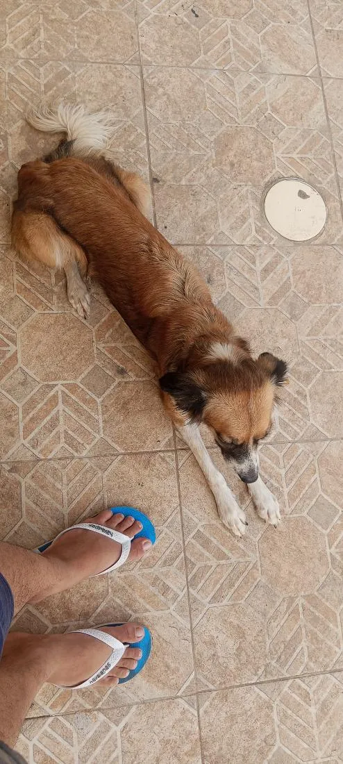 Cachorro raça SRD-ViraLata idade 1 ano nome Sophia 