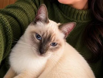Gato raça Siamês idade 7 a 11 meses nome Luna
