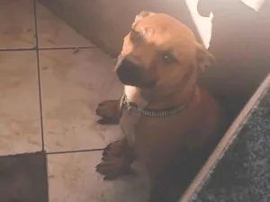 Cachorro raça SRD-ViraLata idade 1 ano nome Soraya