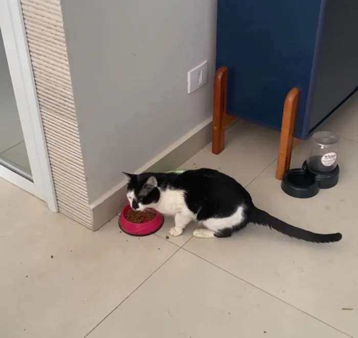 Gato raça SRD-ViraLata idade 3 anos nome Joaquim e Toriko 