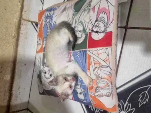Gato raça SRD-ViraLata idade 2 a 6 meses nome Gato
