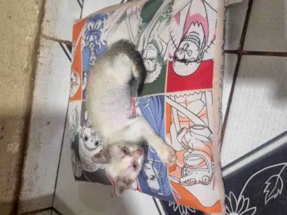 Gato raça SRD-ViraLata idade 2 a 6 meses nome Gato