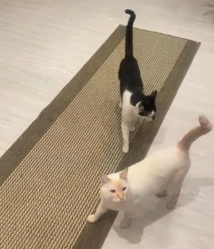 Gato raça SRD-ViraLata idade 3 anos nome Joaquim e Toriko 
