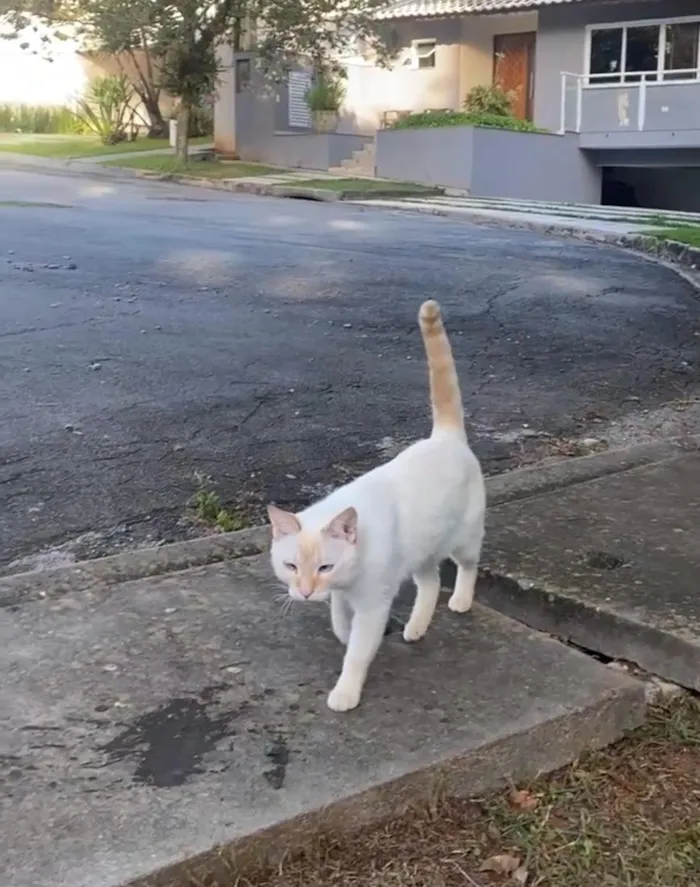 Gato raça SRD-ViraLata idade 3 anos nome Joaquim e Toriko 