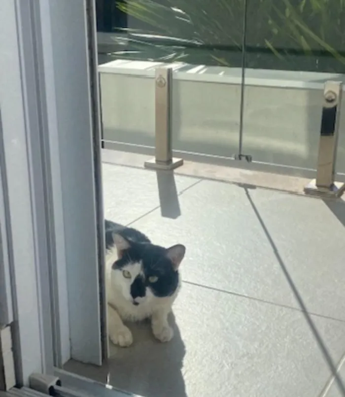 Gato raça SRD-ViraLata idade 3 anos nome Joaquim e Toriko 