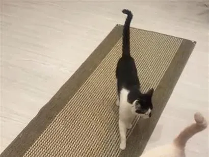 Gato raça SRD-ViraLata idade 3 anos nome Joaquim e Toriko 