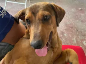 Cachorro raça SRD-ViraLata idade 1 ano nome Theo