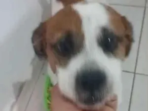 Cachorro raça SRD-ViraLata idade 7 a 11 meses nome Buck