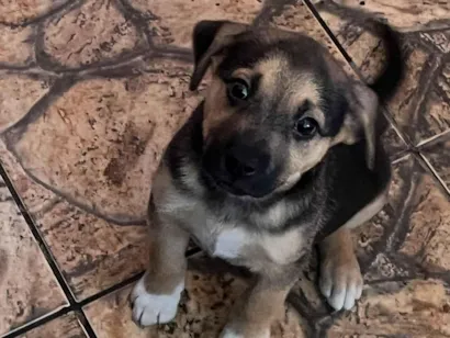 Cachorro raça SRD-ViraLata idade Abaixo de 2 meses nome Zaira