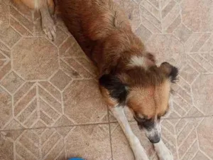 Cachorro raça SRD-ViraLata idade 1 ano nome Sophia 