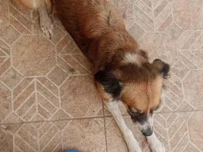 Cachorro raça SRD-ViraLata idade 1 ano nome Sophia 