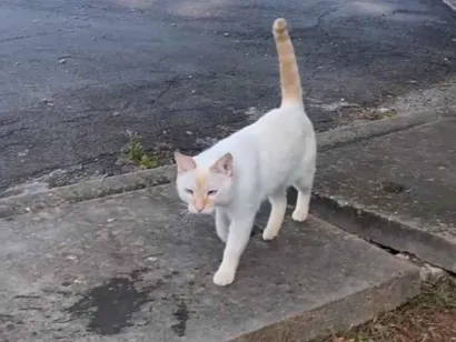 Gato raça SRD-ViraLata idade 3 anos nome Joaquim e Toriko 