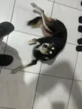 Estrela