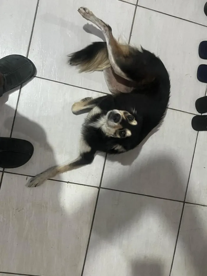 Cachorro raça SRD-ViraLata idade 2 anos nome Estrela