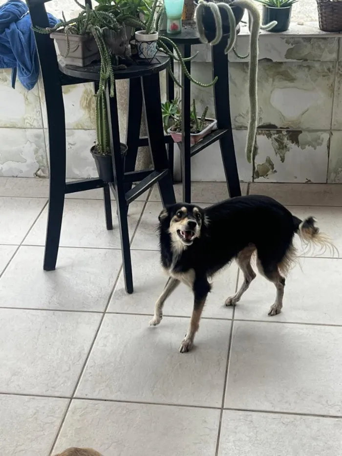 Cachorro raça SRD-ViraLata idade 2 anos nome Estrela