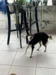 Estrela