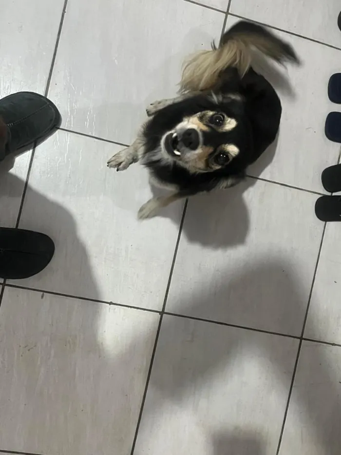 Cachorro raça SRD-ViraLata idade 2 anos nome Estrela