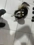 Estrela