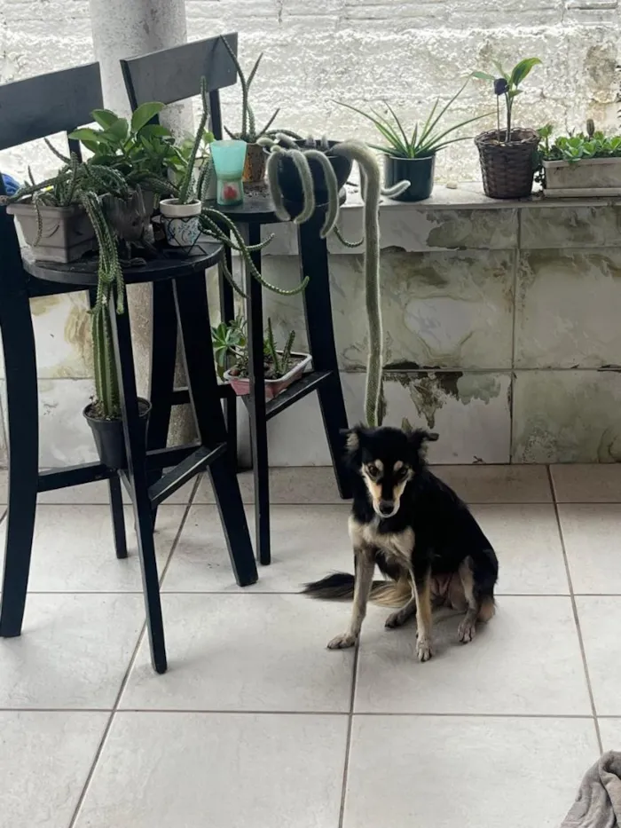 Cachorro raça SRD-ViraLata idade 2 anos nome Estrela