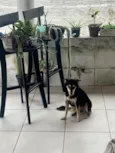 Estrela