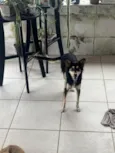 Estrela