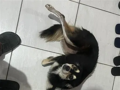 Cachorro raça SRD-ViraLata idade 2 anos nome Estrela