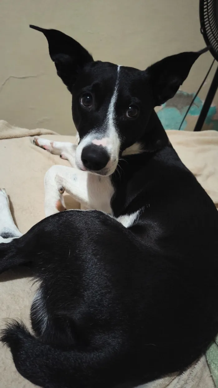 Cachorro raça SRD-ViraLata idade 2 anos nome Tony