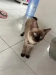 Mimi 