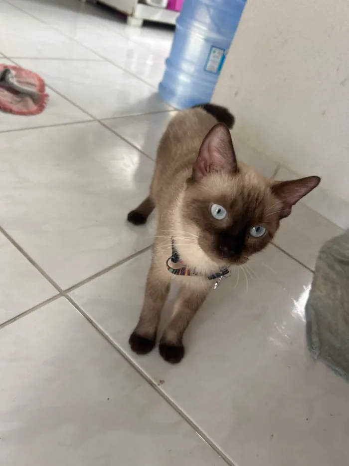 Gato raça Siamês idade 7 a 11 meses nome Mimi 