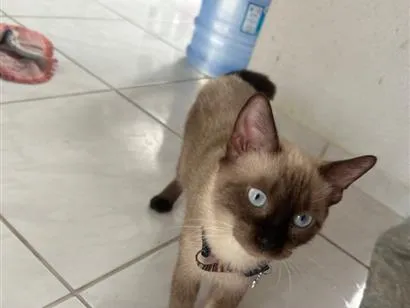 Gato raça Siamês idade 7 a 11 meses nome Mimi 