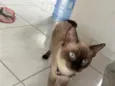Mimi