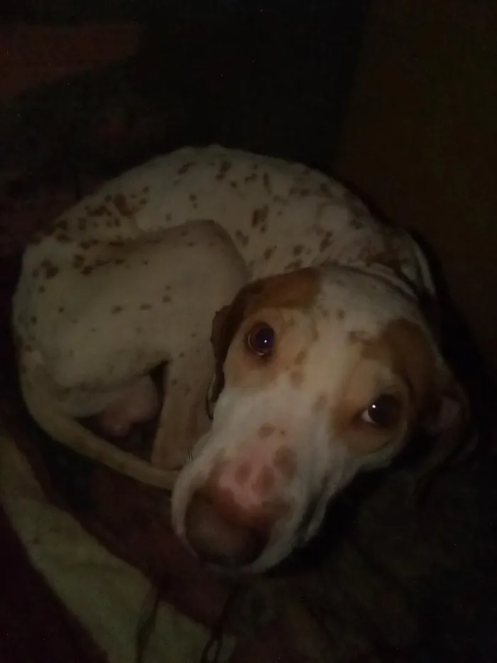 Cachorro raça Pit-Bull idade 1 ano nome Zeus