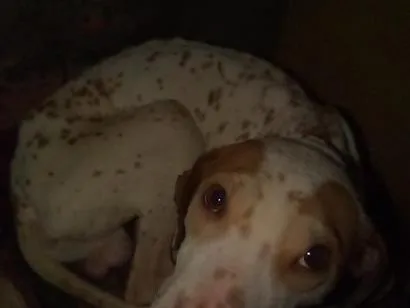 Cachorro raça Pit-Bull idade 1 ano nome Zeus