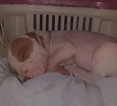 Cachorro raça Pit-Bull idade 1 ano nome Zeus