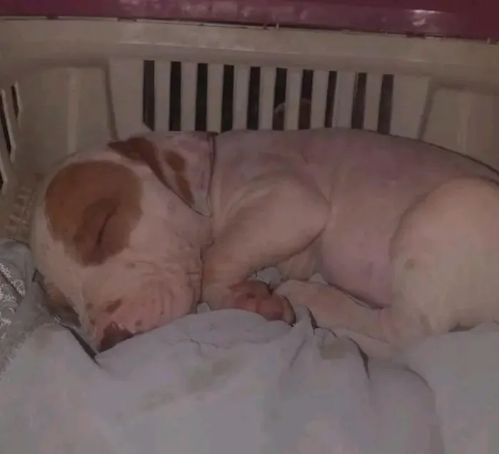 Cachorro raça Pit-Bull idade 1 ano nome Zeus