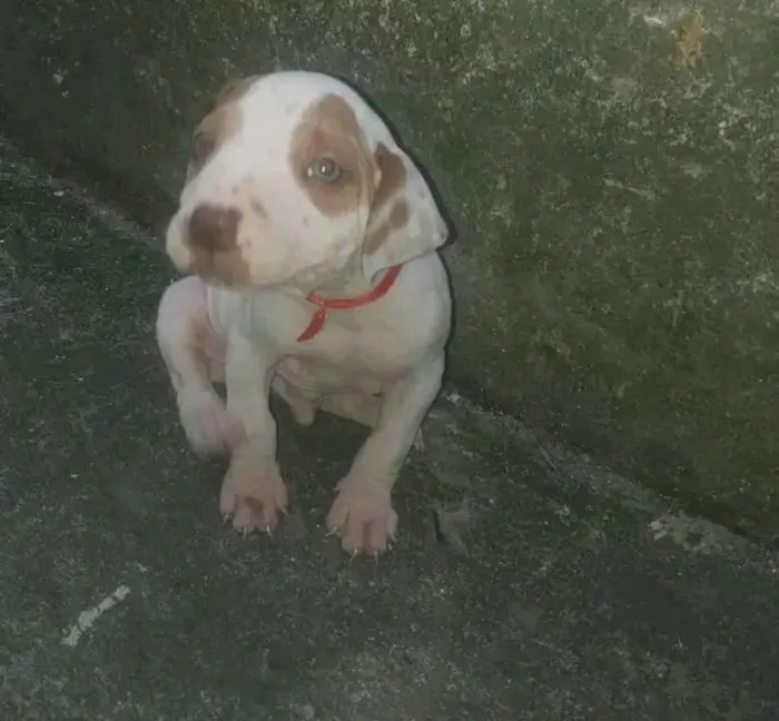 Cachorro raça Pit-Bull idade 1 ano nome Zeus