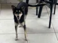 Estrela