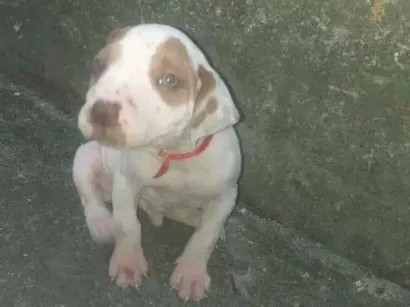 Cachorro raça Pit-Bull idade 1 ano nome Zeus