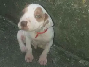 Cachorro raça Pit-Bull idade 1 ano nome Zeus