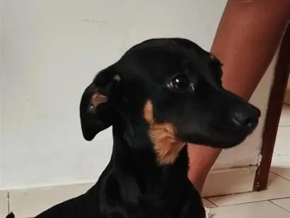 Cachorro raça SRD-ViraLata idade 7 a 11 meses nome Roberto