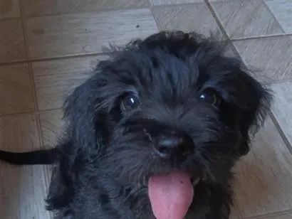 Cachorro raça SRD-ViraLata idade 2 a 6 meses nome Sem nome, encontrei ele na rua.