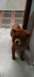 lulf 