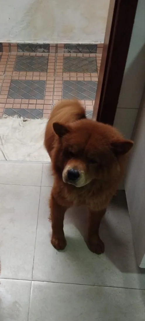 Cachorro raça SRD-ViraLata idade 1 ano nome lulf 