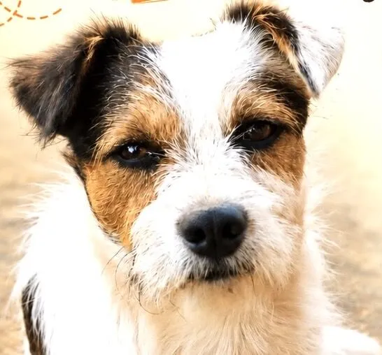 Cachorro raça SRD-ViraLata idade 1 ano nome Bruce 
