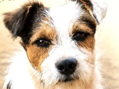 Cachorro raça SRD-ViraLata idade 1 ano nome Bruce 