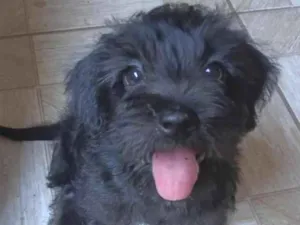 Cachorro raça SRD-ViraLata idade 2 a 6 meses nome Sem nome, encontrei ele na rua.