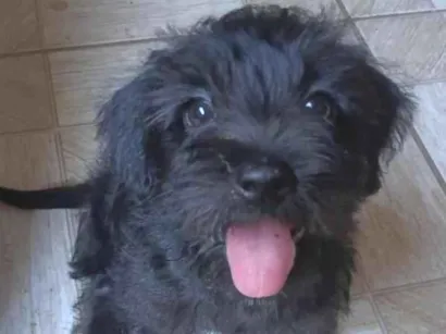 Cachorro raça SRD-ViraLata idade 2 a 6 meses nome Sem nome, encontrei ele na rua.